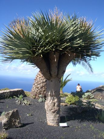 Drago, en el Mirador de la Peña